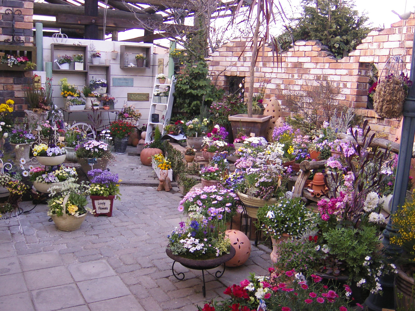 Flower Shop Lobelia